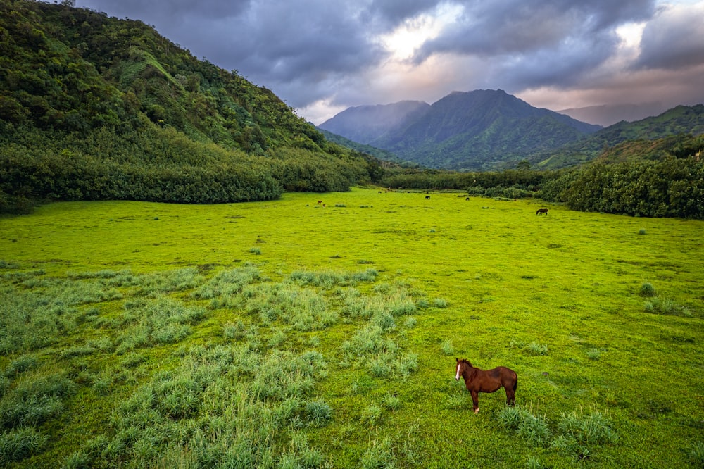 a brown horse standing on top of a lush green field