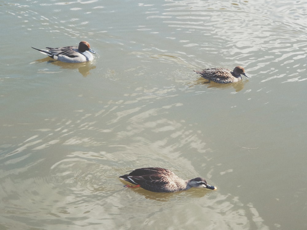 três patos estão nadando na água juntos