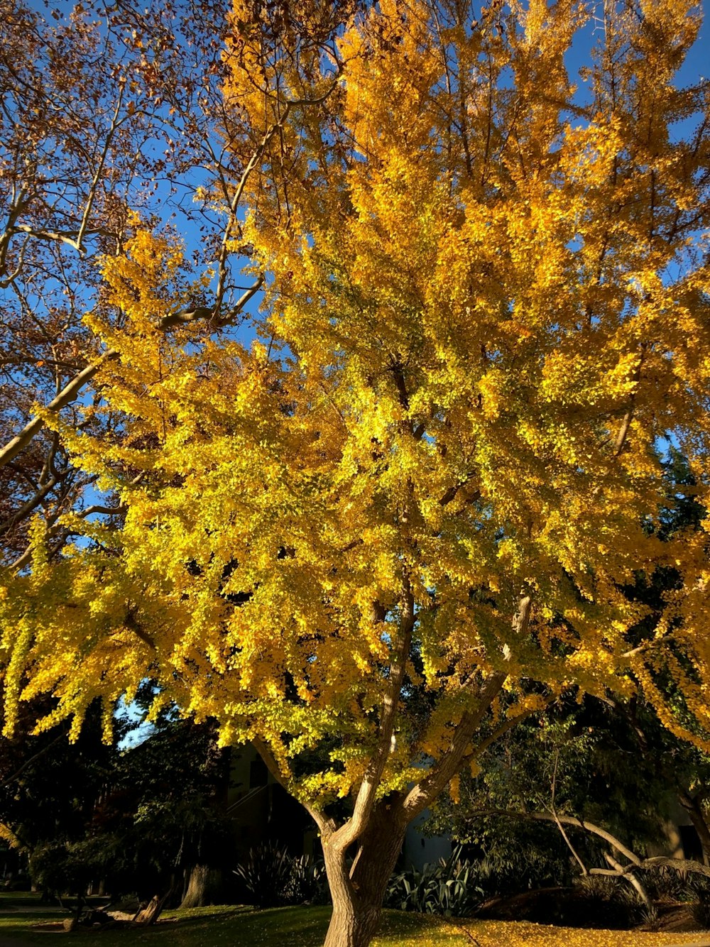 a tree with yellow leaves in a park