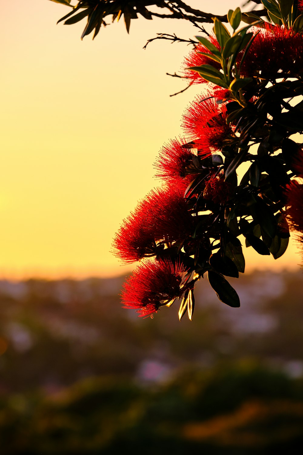 a tree with red flowers in front of a yellow sky