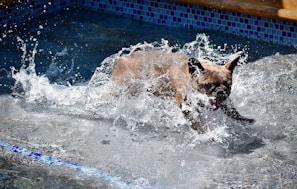 A joyful puppy splashing in a shallow pool during summer.