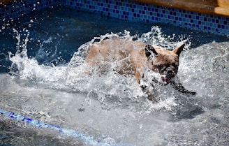 A joyful puppy splashing in a shallow pool during summer.