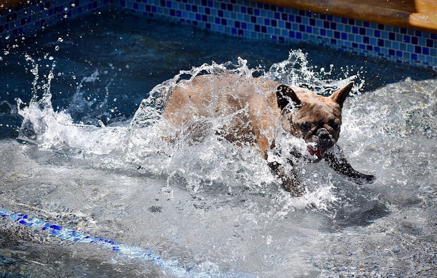 A happy dog swimming joyfully in a clear pool designed for dogs.