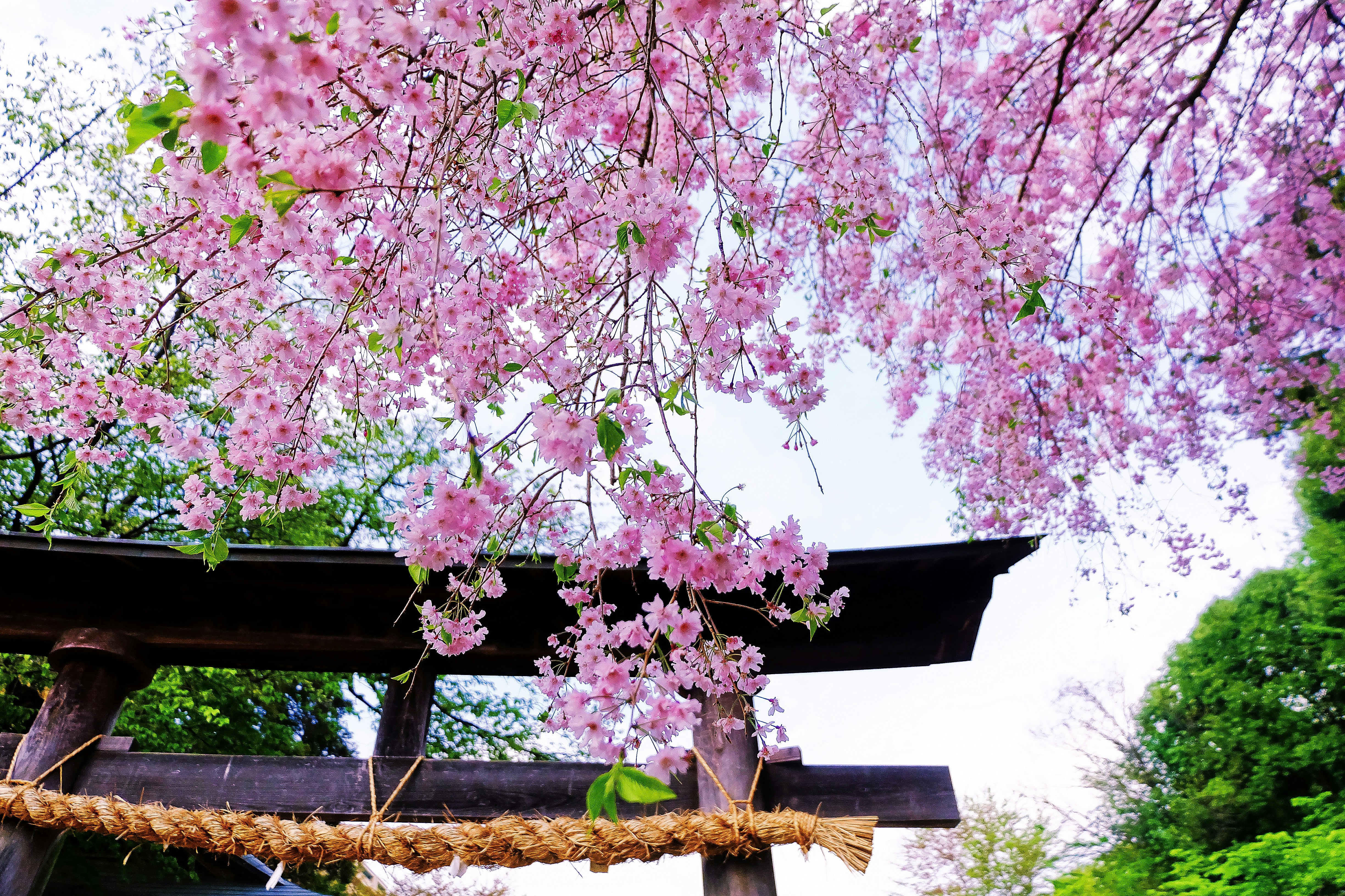 a pink flowered tree in front of a wooden structure