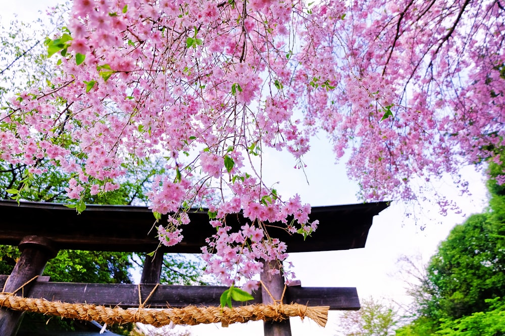 a pink flowered tree in front of a wooden structure