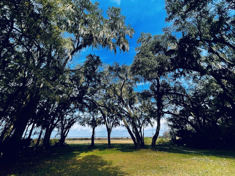 a group of trees that are in the grass