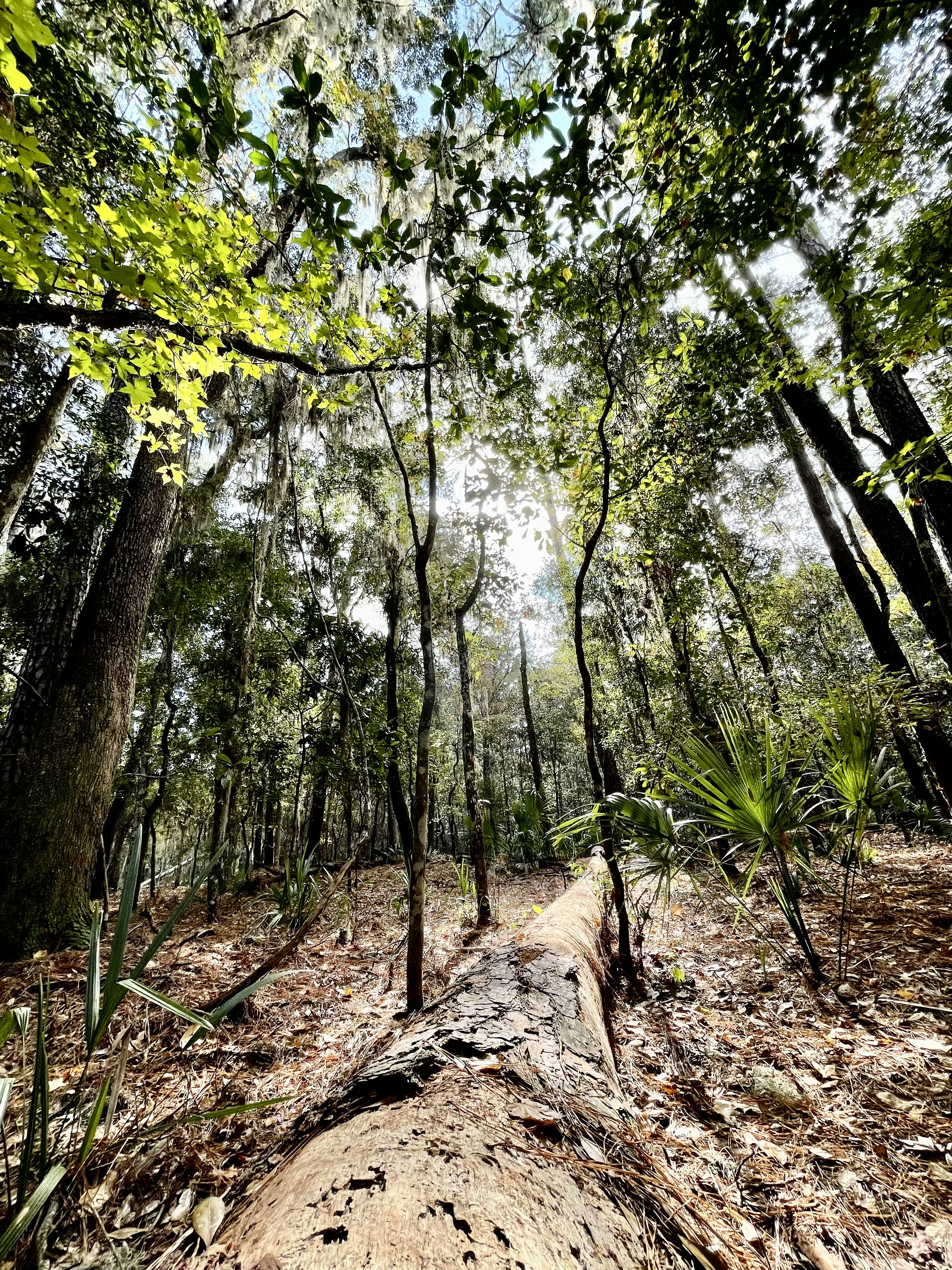 A large tree in the middle of a forest