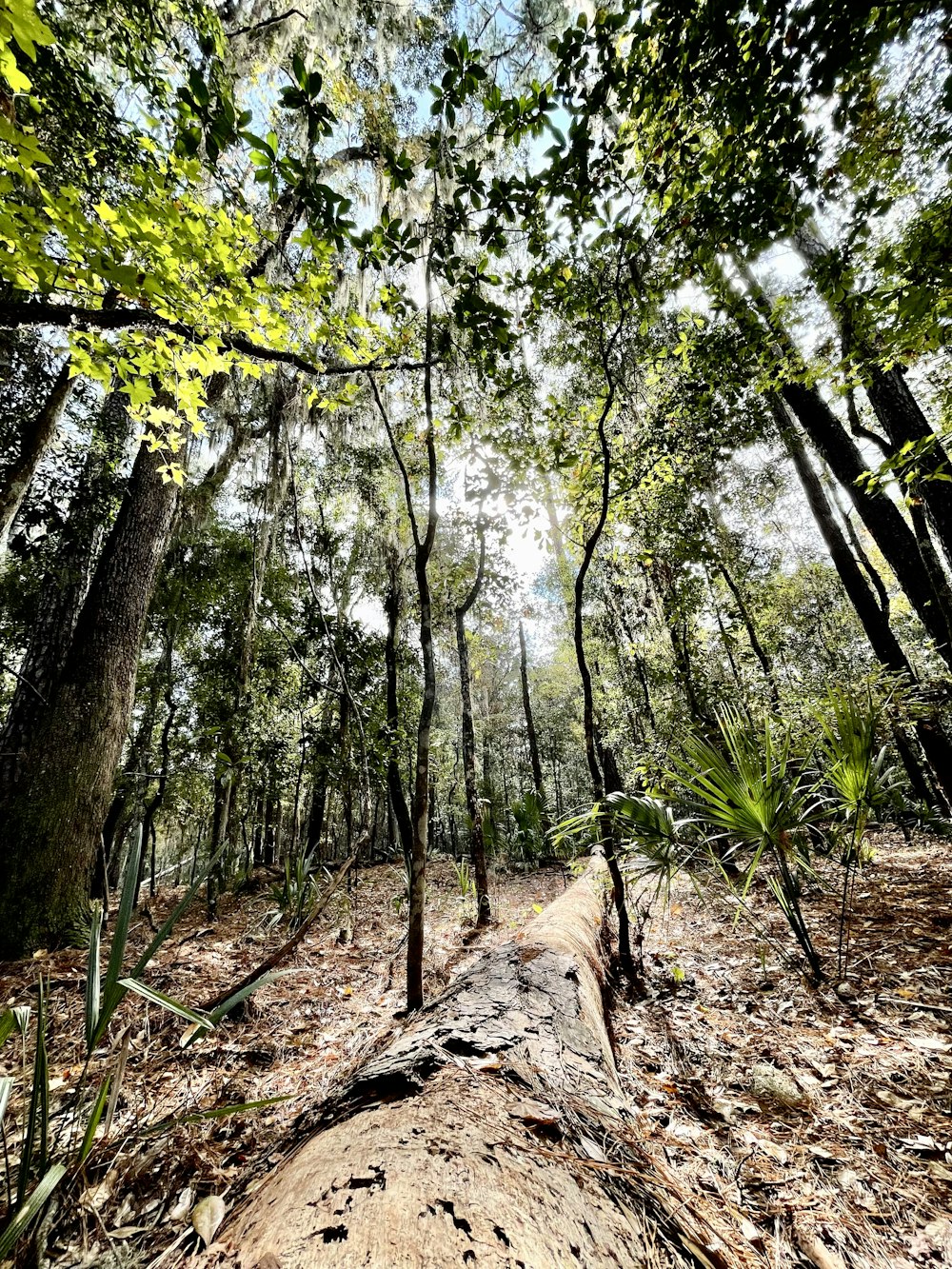 a large tree in the middle of a forest