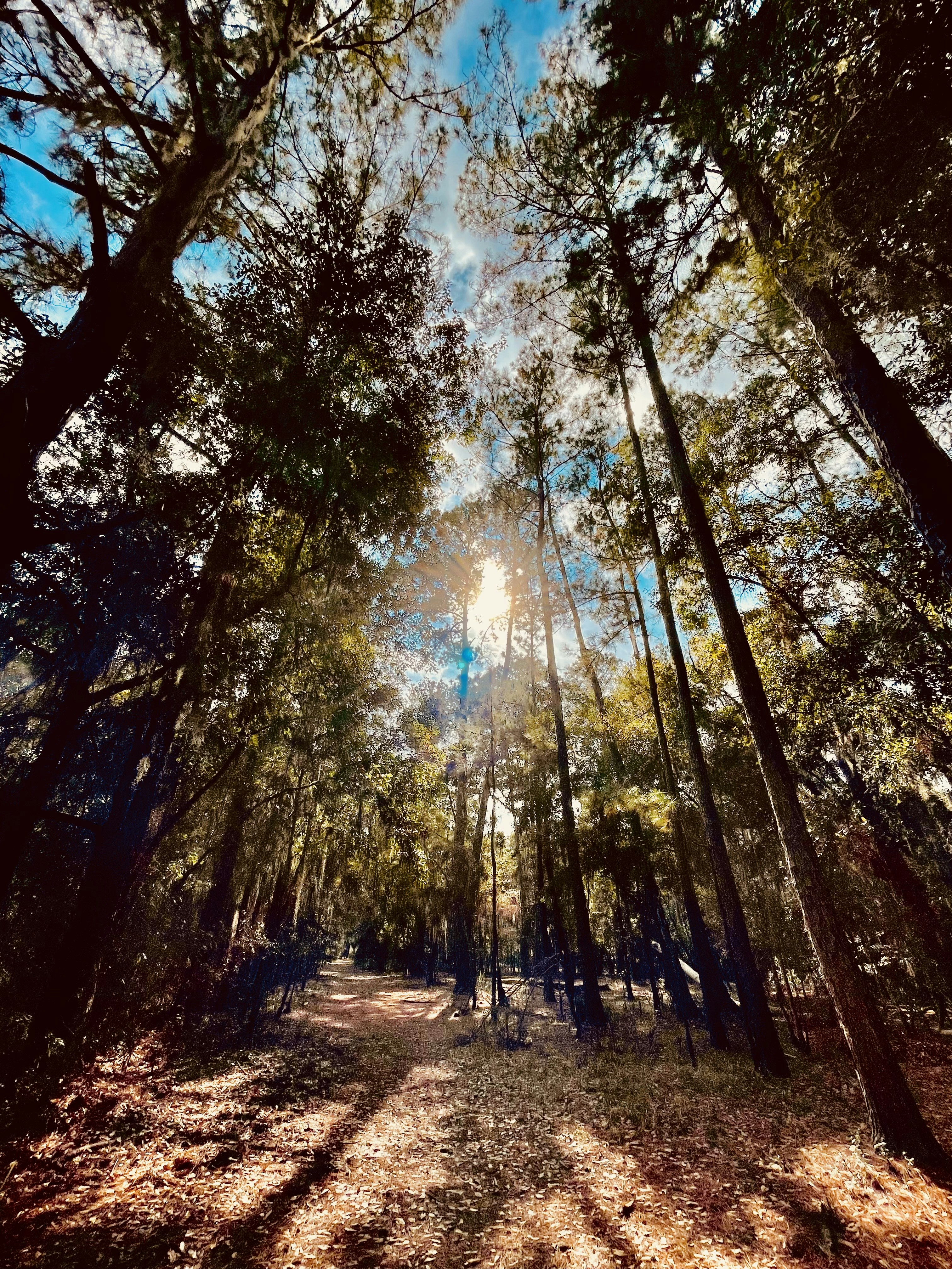 the sun is shining through the trees in the woods