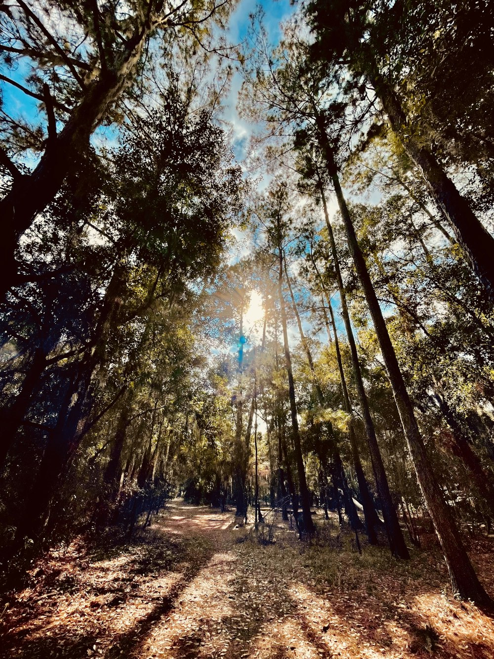 the sun is shining through the trees in the woods