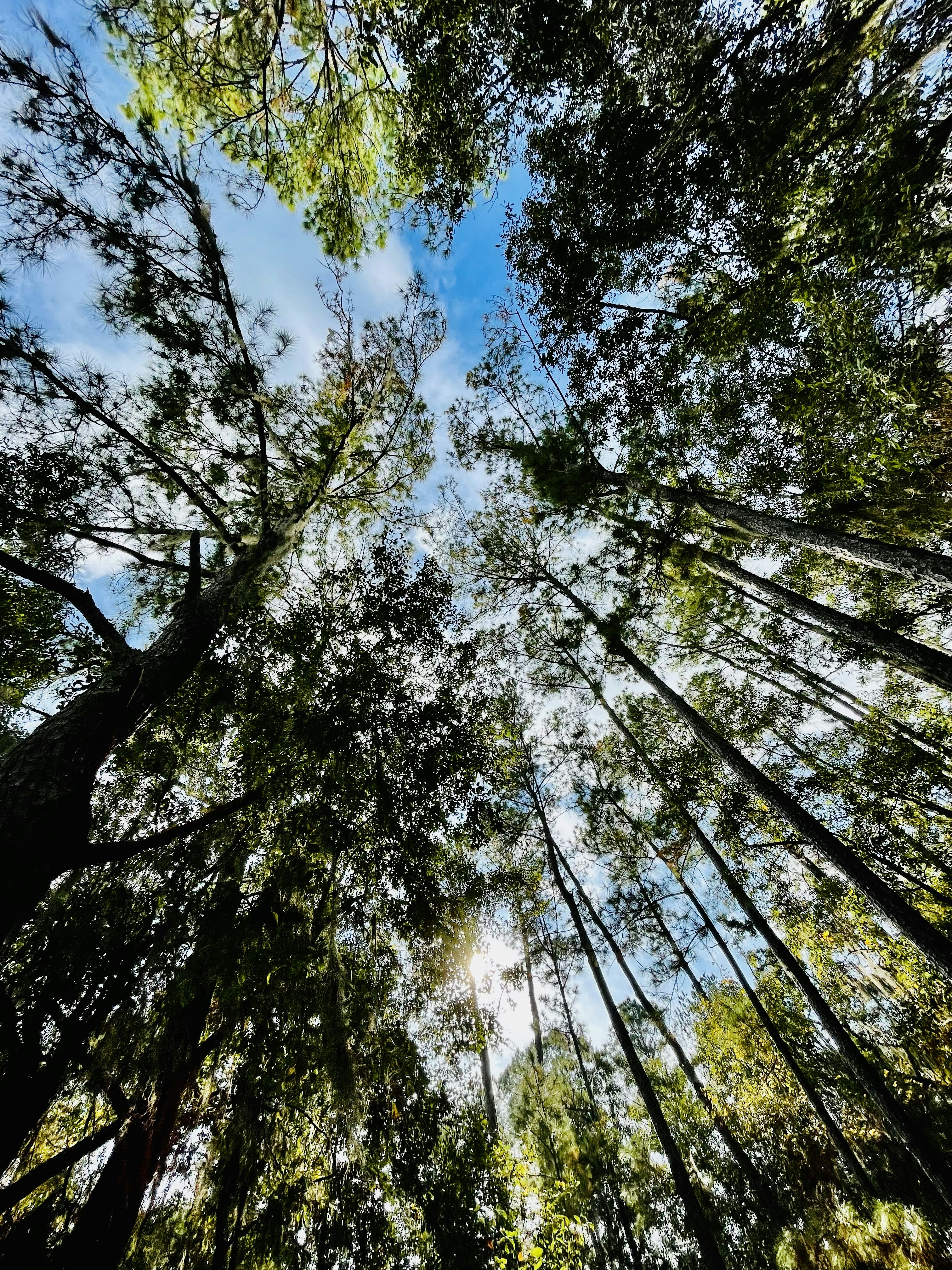 Looking up at the tops of tall trees in a forest