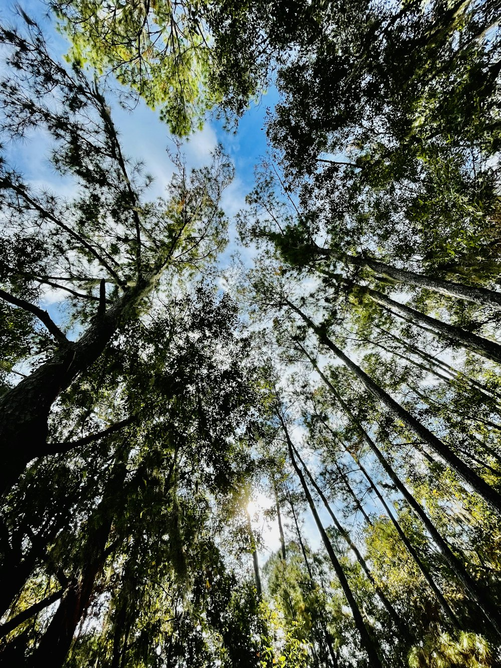 looking up at the tops of tall trees in a forest