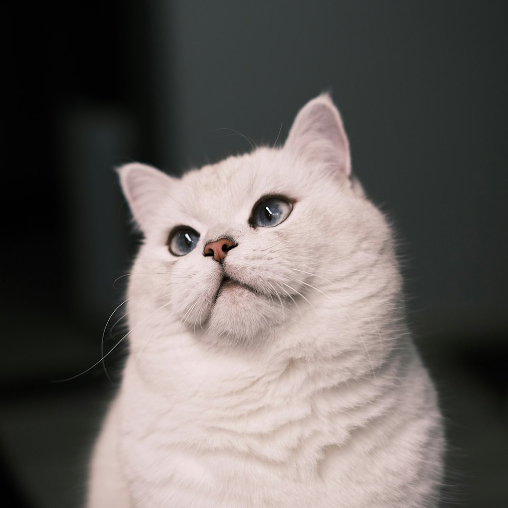 a white cat with blue eyes looking up
