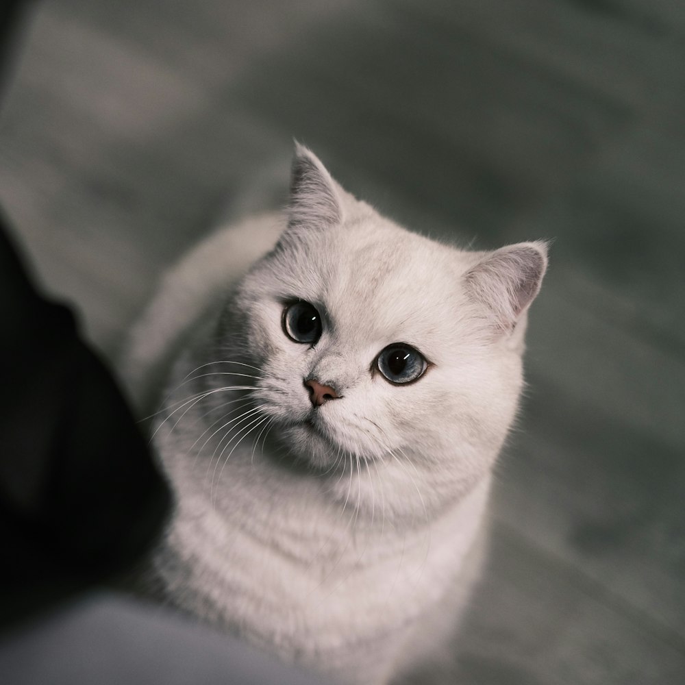 a white cat with blue eyes sitting on the floor