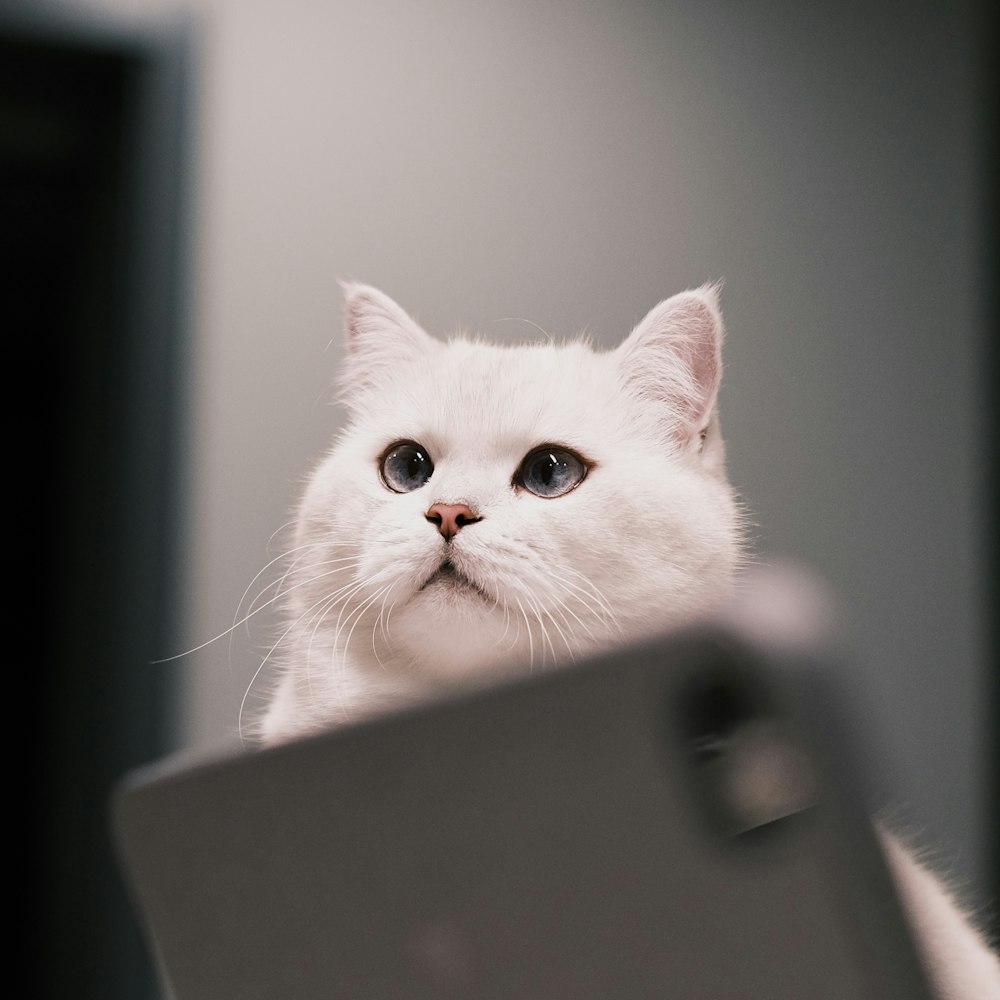 a white cat is looking at the camera