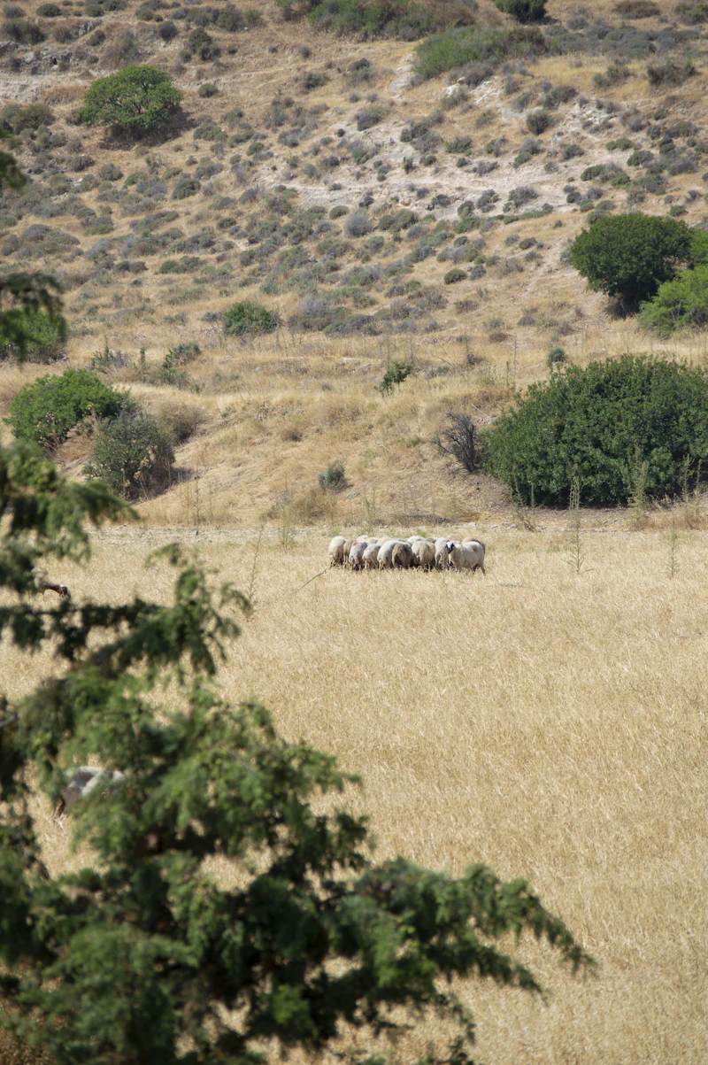 Herd of sheep and goats