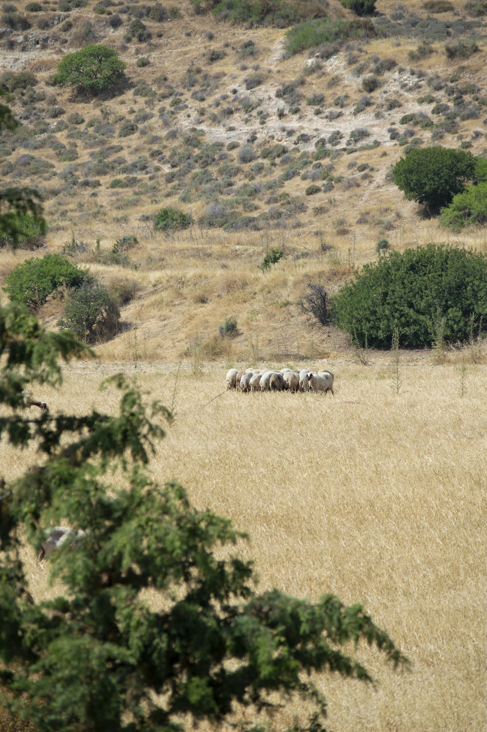 a herd of sheep standing on top of a dry grass field