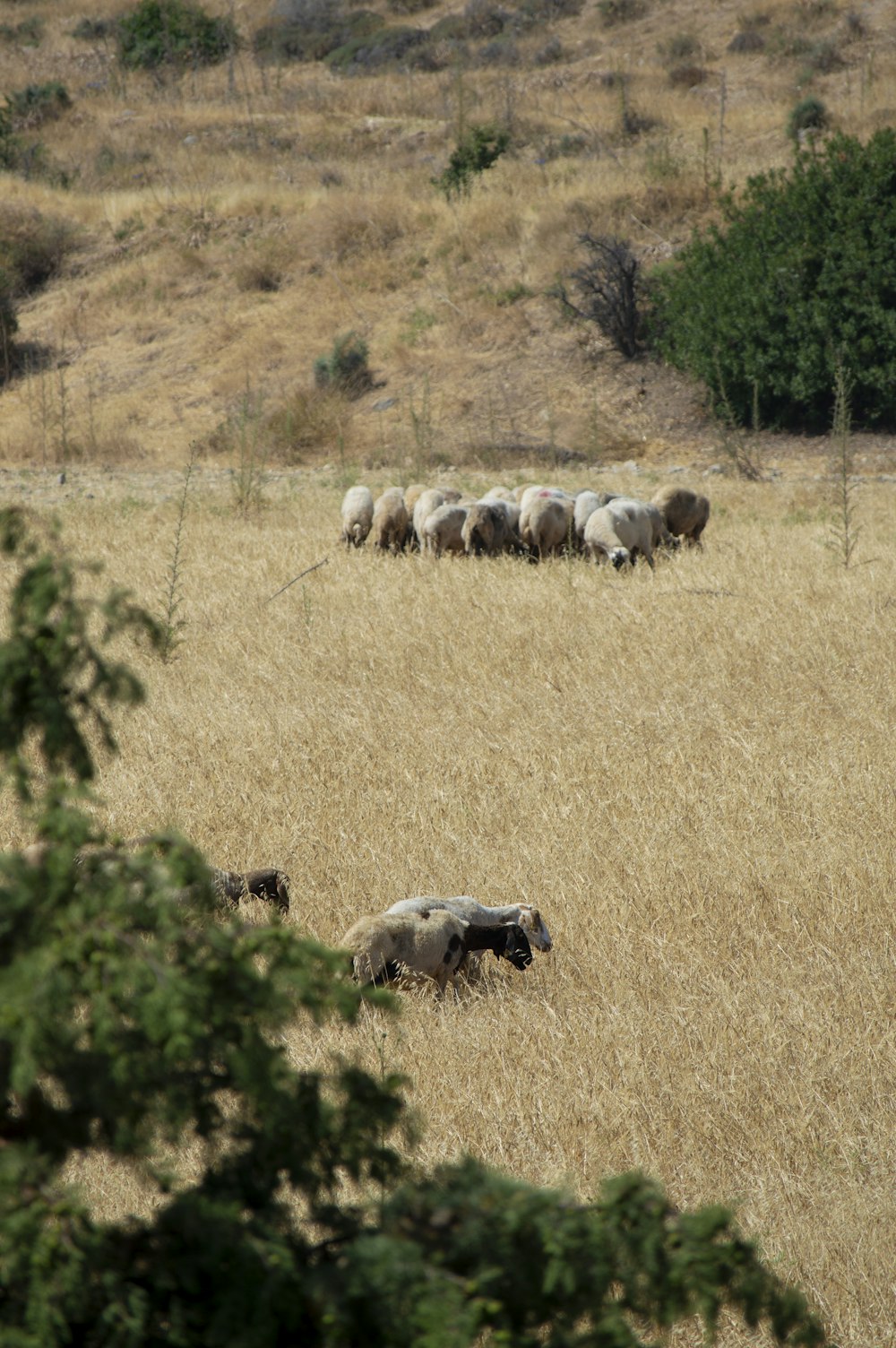 a herd of sheep walking across a dry grass field