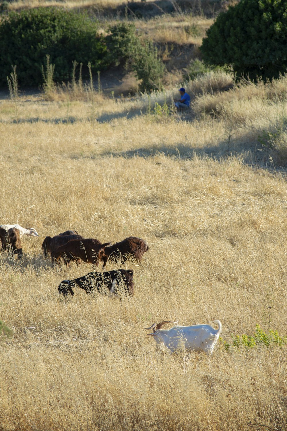 a herd of cattle grazing on a dry grass field