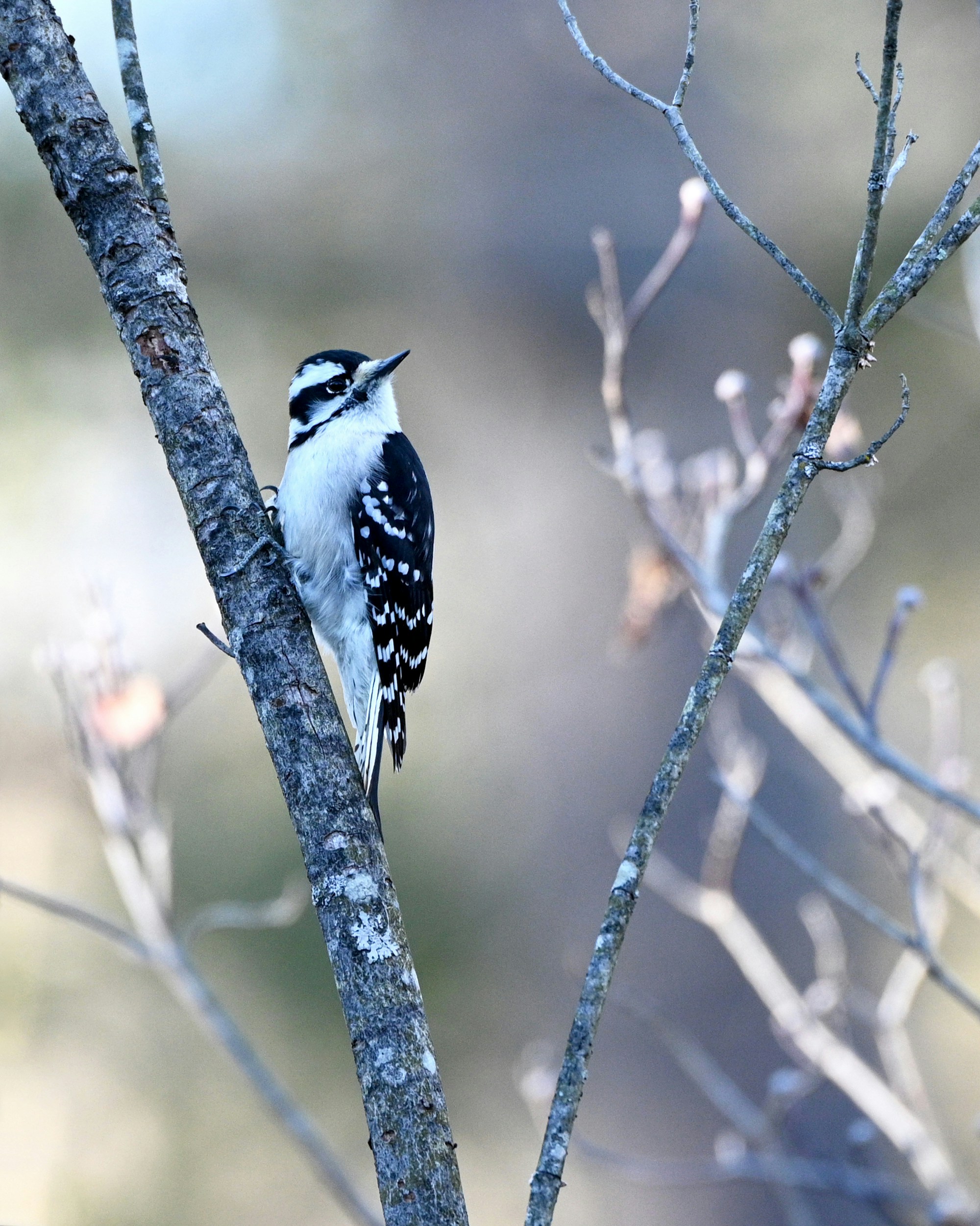 A black and white bird perched on a tree branch photo – Free Bird Image ...