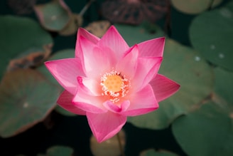 A vibrant pink lotus flower with delicate petals surrounding a central yellow seed pod is set against a backdrop of dark green lily pads.