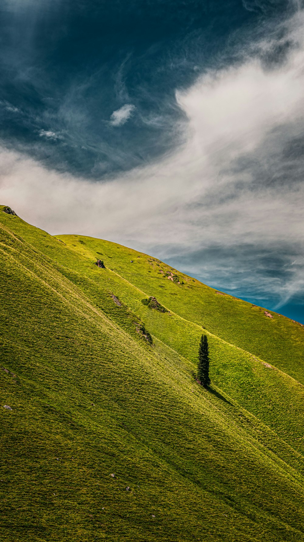 a lone tree on a grassy hill under a cloudy sky