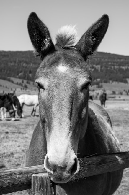 A close-up black and white photograph of a donkey looking directly at the camera with its ears perked up. The background features a blurred pastoral scene with a few other horses grazing in an open field. The donkey is standing behind a wooden fence that runs horizontally across the lower part of the image.