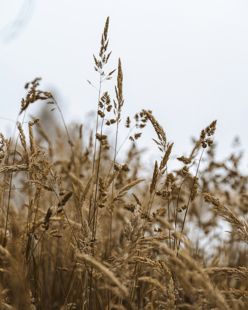 a field of tall brown grass with a sky in the background