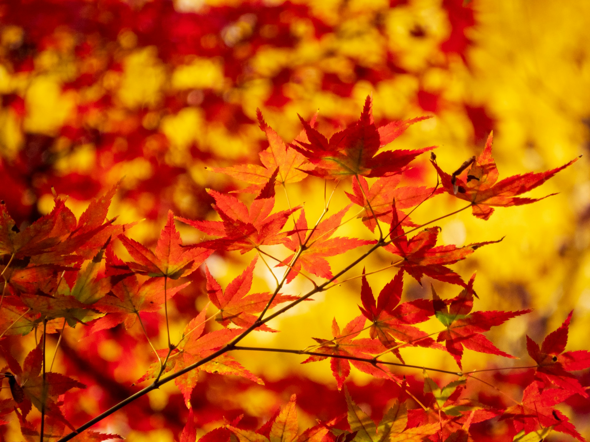 a close up of a tree with red leaves