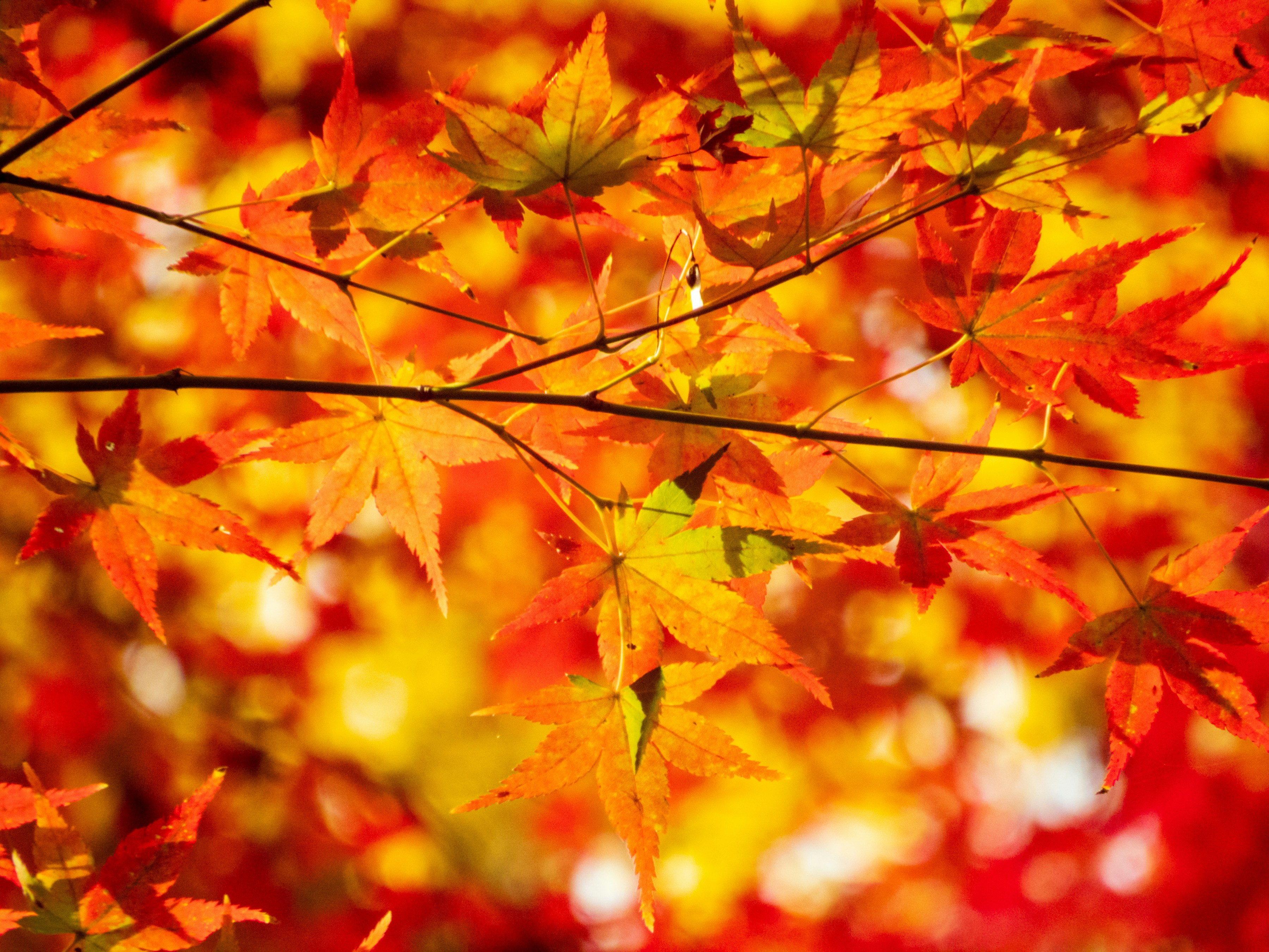 Photo by heppoko_yama