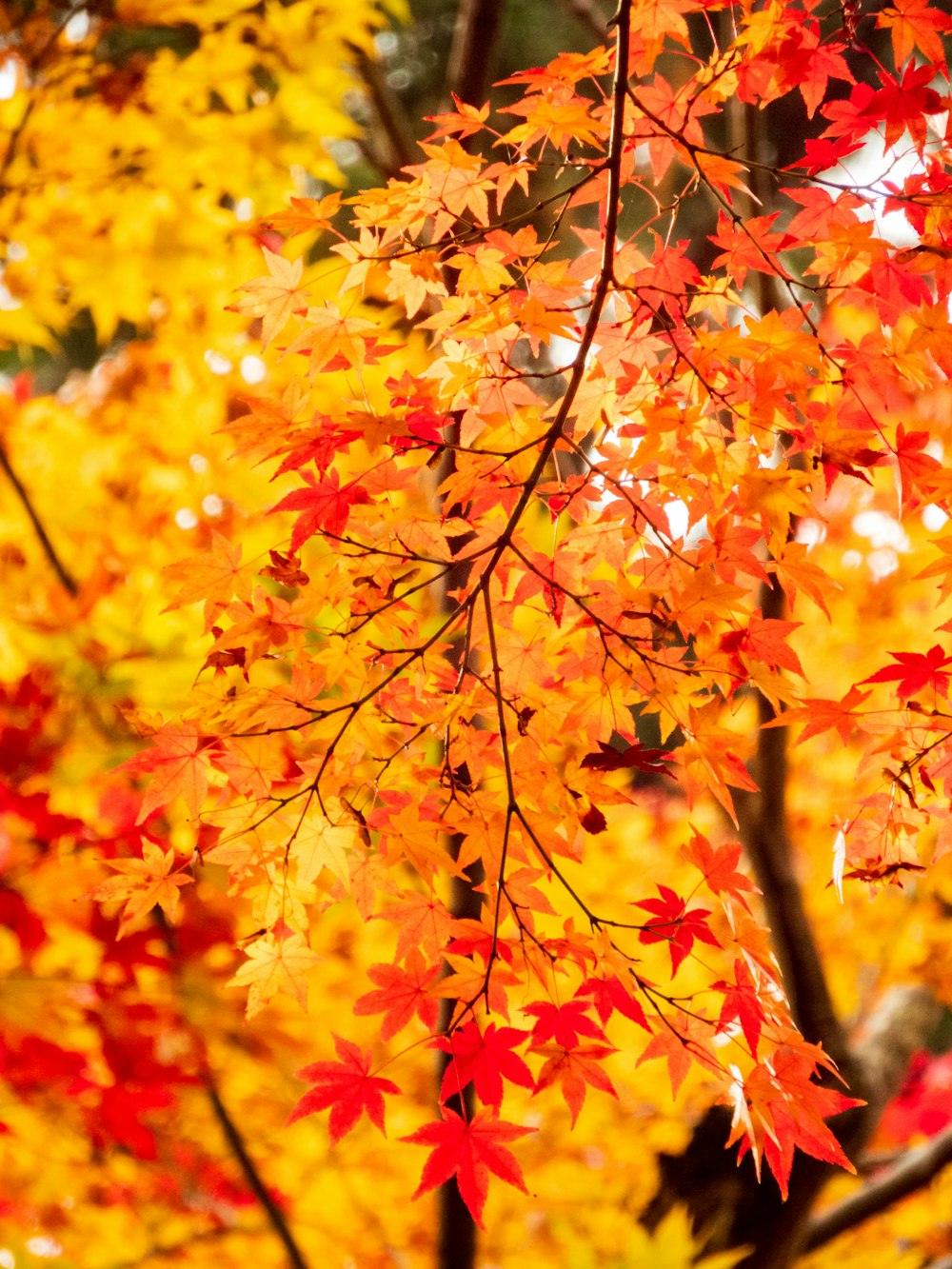 a close up of a tree with lots of leaves