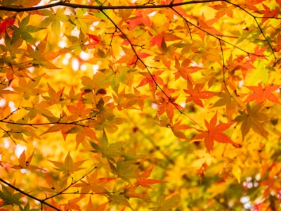 a close up of a tree with yellow leaves