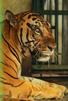 A tiger with distinct black stripes lounges inside what appears to be a cage, with its head turned to the side and eyes staring into the distance. The surrounding background includes metal bars, suggesting it is in captivity. The lighting highlights the tiger's fur texture.