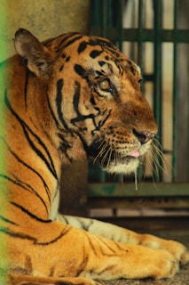 A tiger with distinct black stripes lounges inside what appears to be a cage, with its head turned to the side and eyes staring into the distance. The surrounding background includes metal bars, suggesting it is in captivity. The lighting highlights the tiger's fur texture.