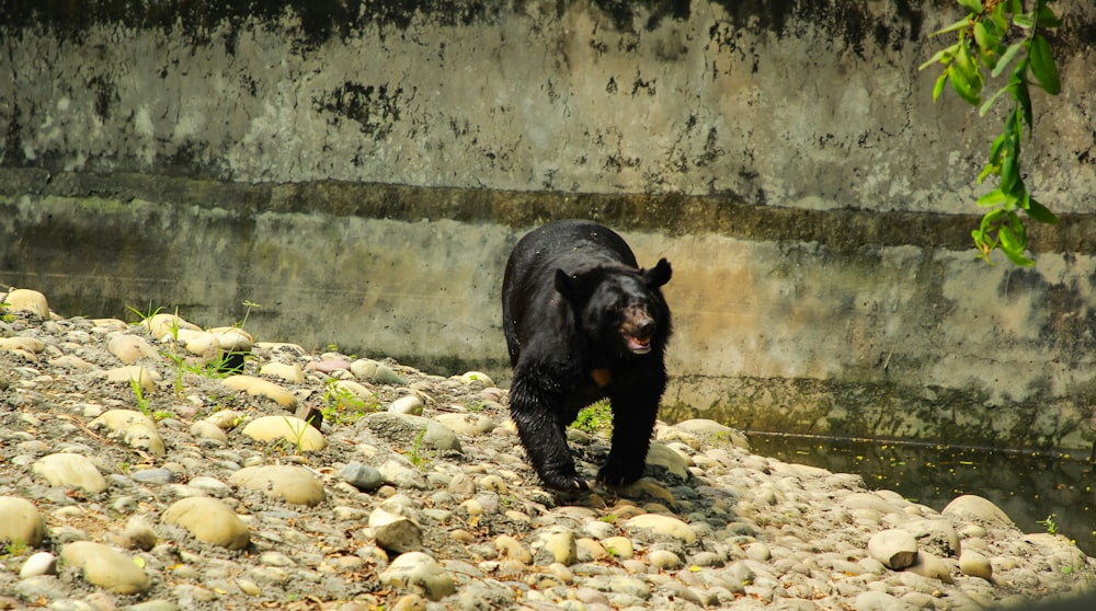 a black bear walking across a rocky area
