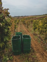 A vineyard stretches into the distance with rows of grapevines on either side. In the foreground, several stacks of large green plastic crates are arranged on the dirt path between the vines. The landscape is slightly overcast with a grey sky, and there are rural buildings and a glimpse of a hilly terrain in the background.