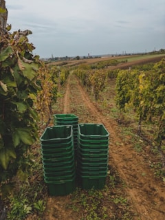 A vineyard stretches into the distance with rows of grapevines on either side. In the foreground, several stacks of large green plastic crates are arranged on the dirt path between the vines. The landscape is slightly overcast with a grey sky, and there are rural buildings and a glimpse of a hilly terrain in the background.