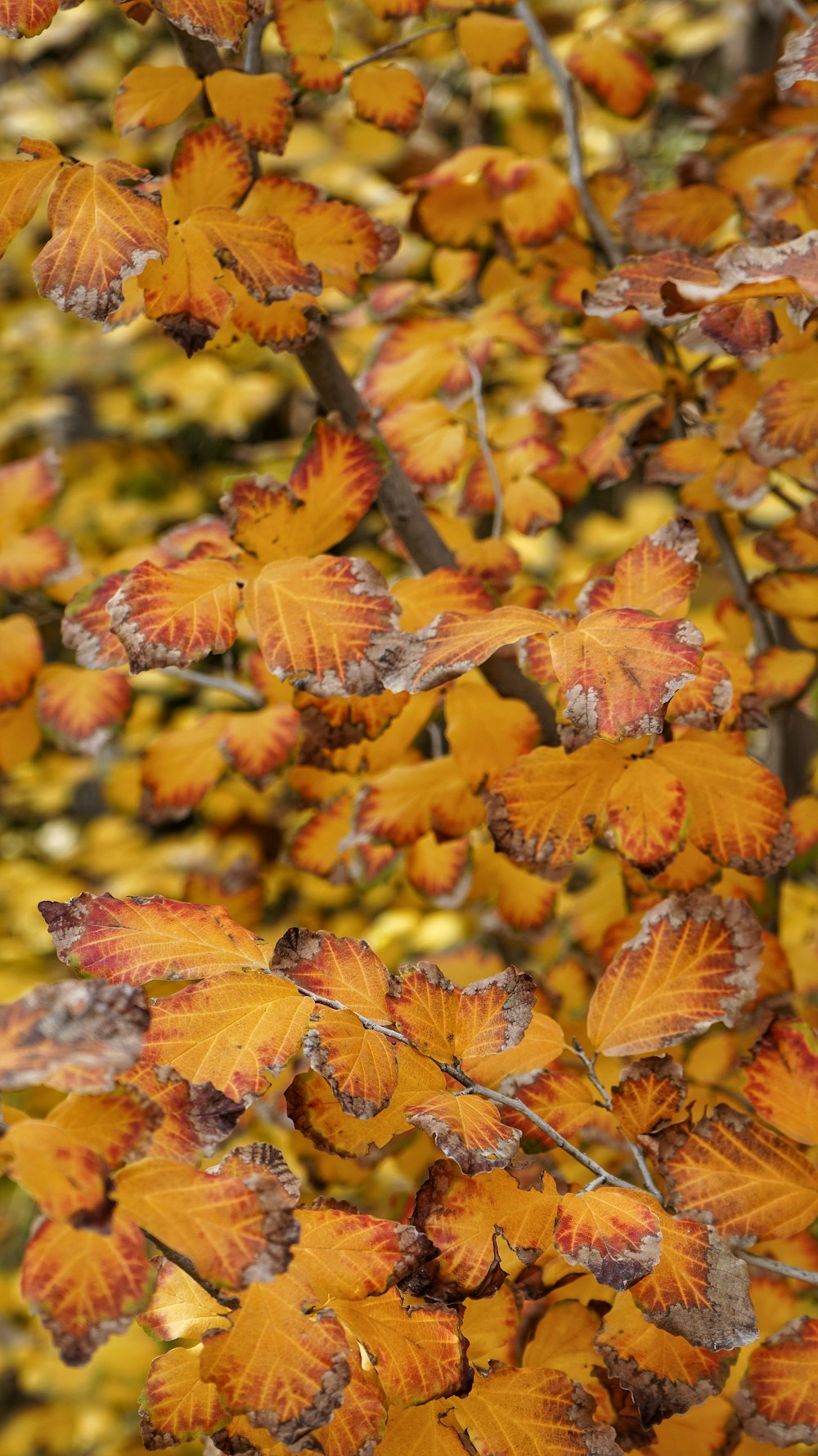 a bunch of leaves that are on a tree