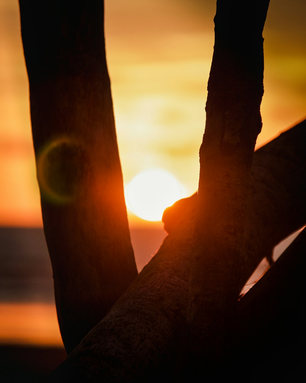 the sun is setting behind the branches of a tree