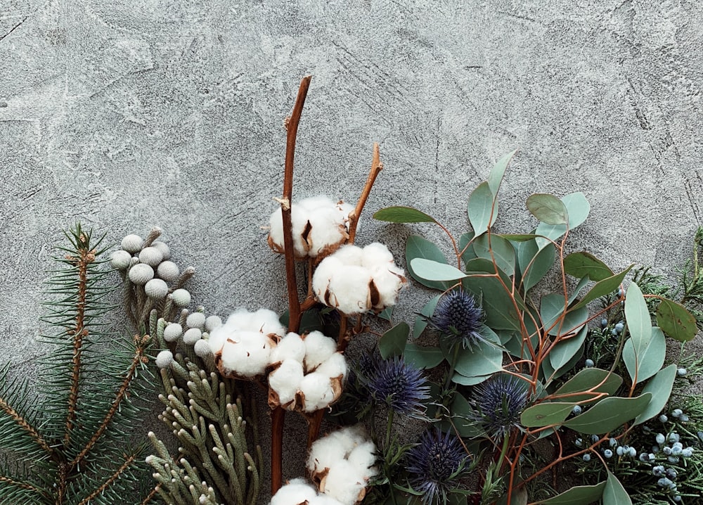 a close up of a bunch of cotton and plants