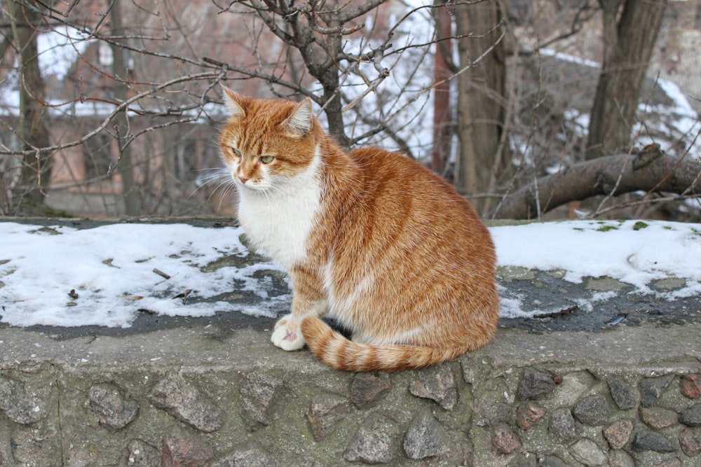 an orange and white cat sitting on top of a stone wall