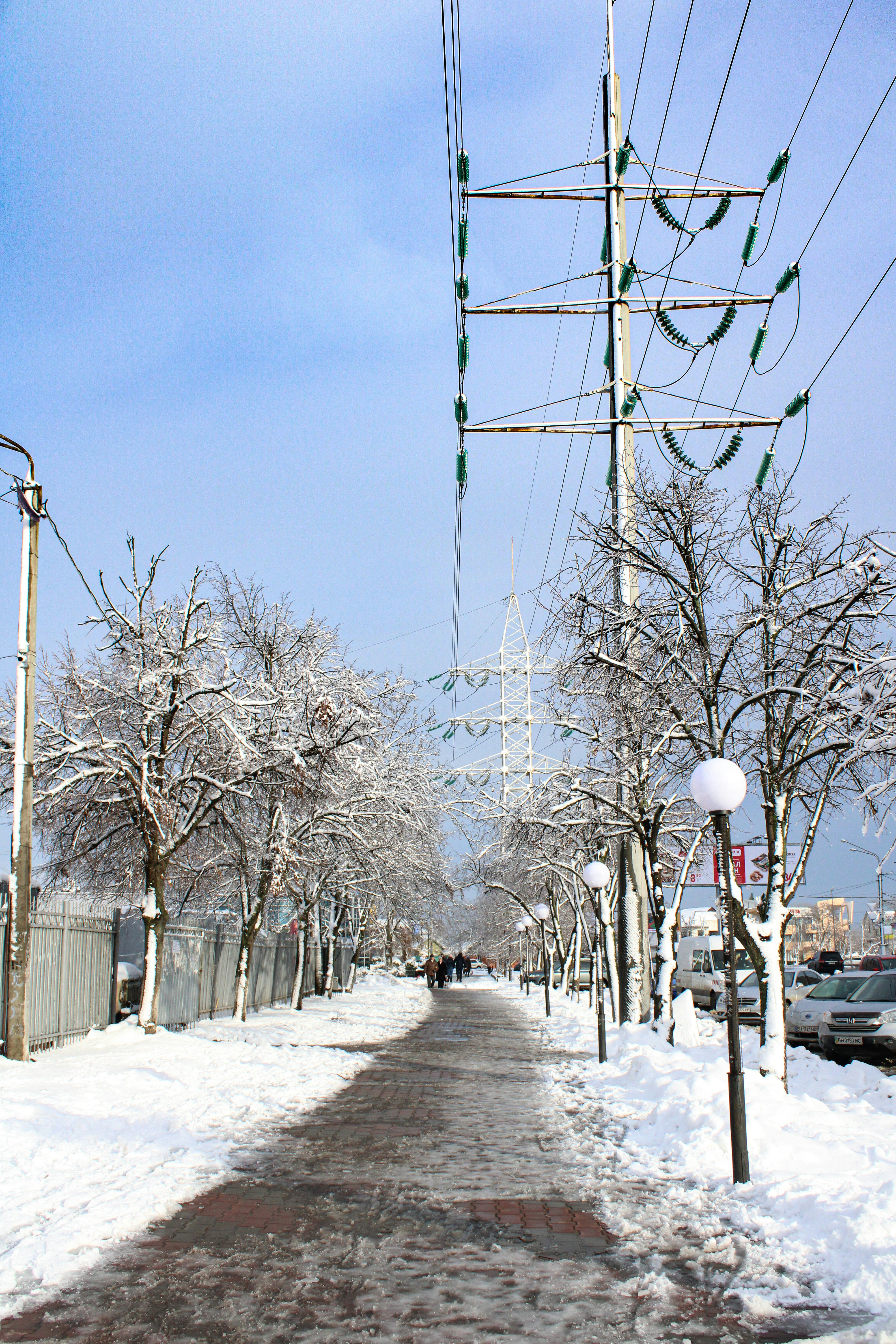 a tree covered in snow
