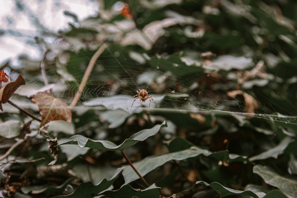 a spider sitting on a web in a forest