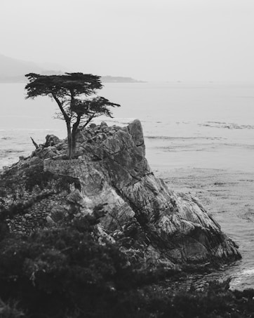 A solitary tree stands atop a rugged, rocky outcrop by the sea. The black-and-white image enhances the dramatic contrast between the dark silhouette of the tree and the lighter background of the ocean and sky. The sea stretches into the horizon, merging with the hazy sky, creating a serene and timeless atmosphere.