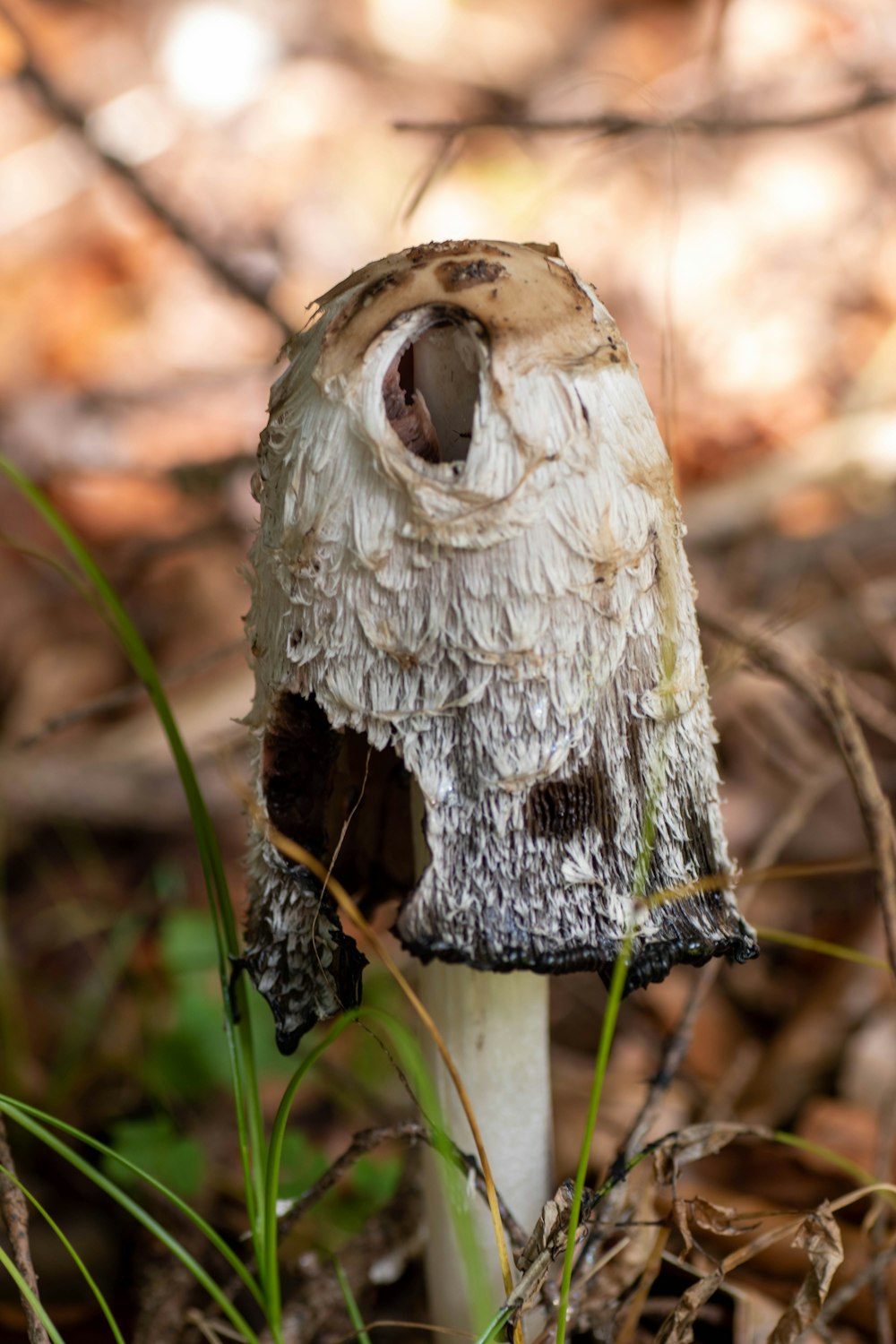 a close up of a mushroom on the ground