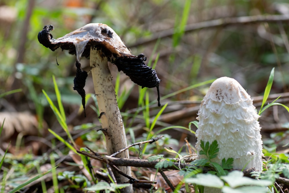 a couple of mushrooms that are in the grass