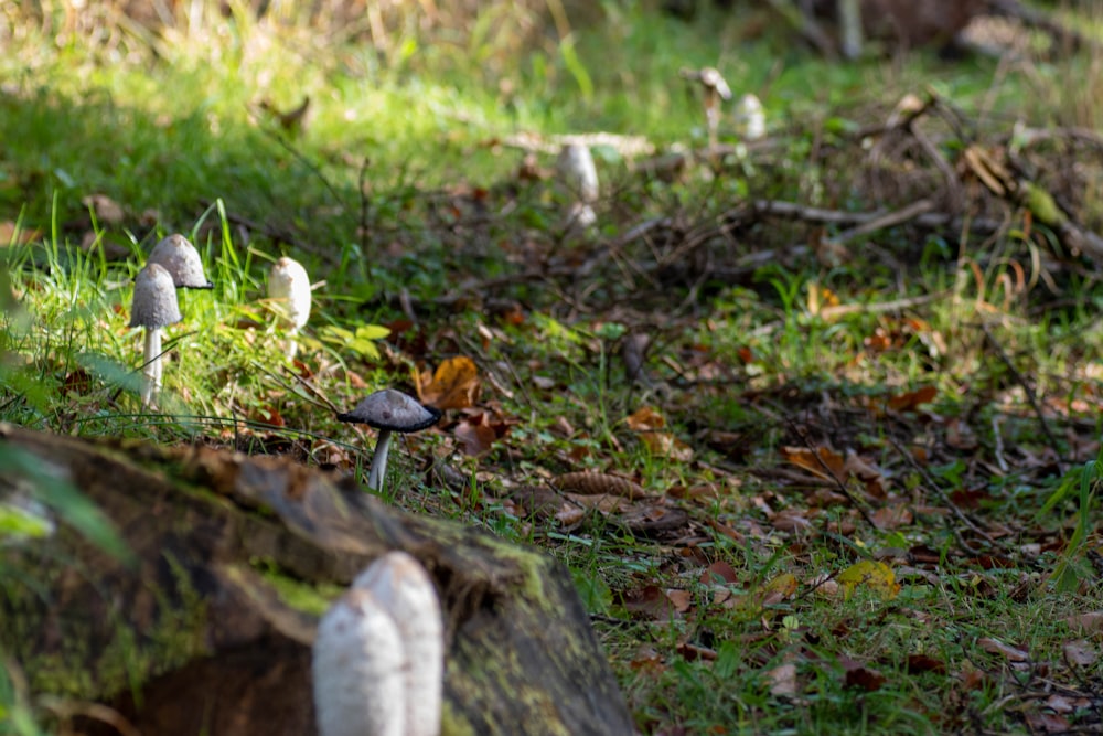 a group of mushrooms sitting on top of a lush green field