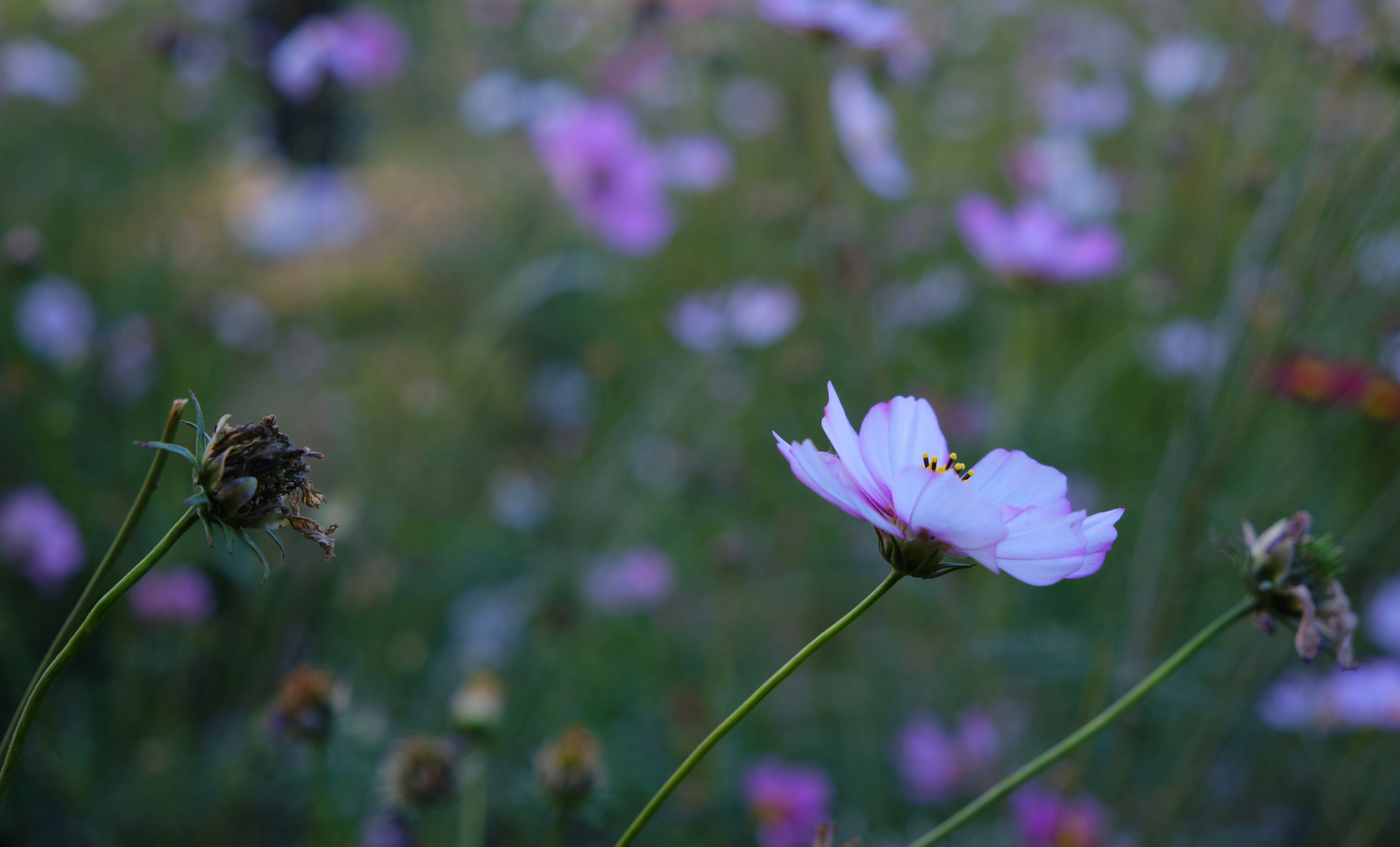 Photo by manhterry93