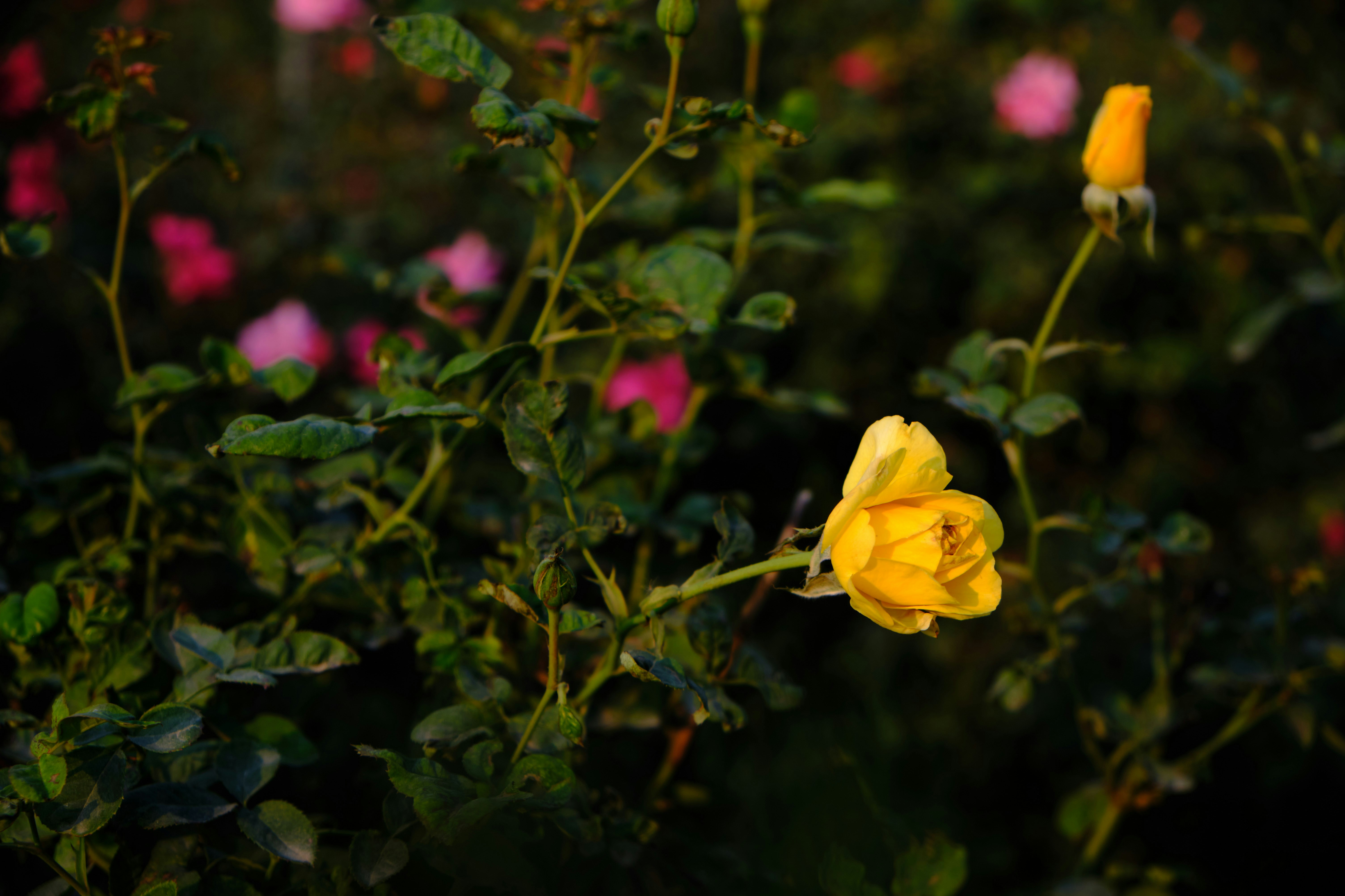 Photo by manhterry93