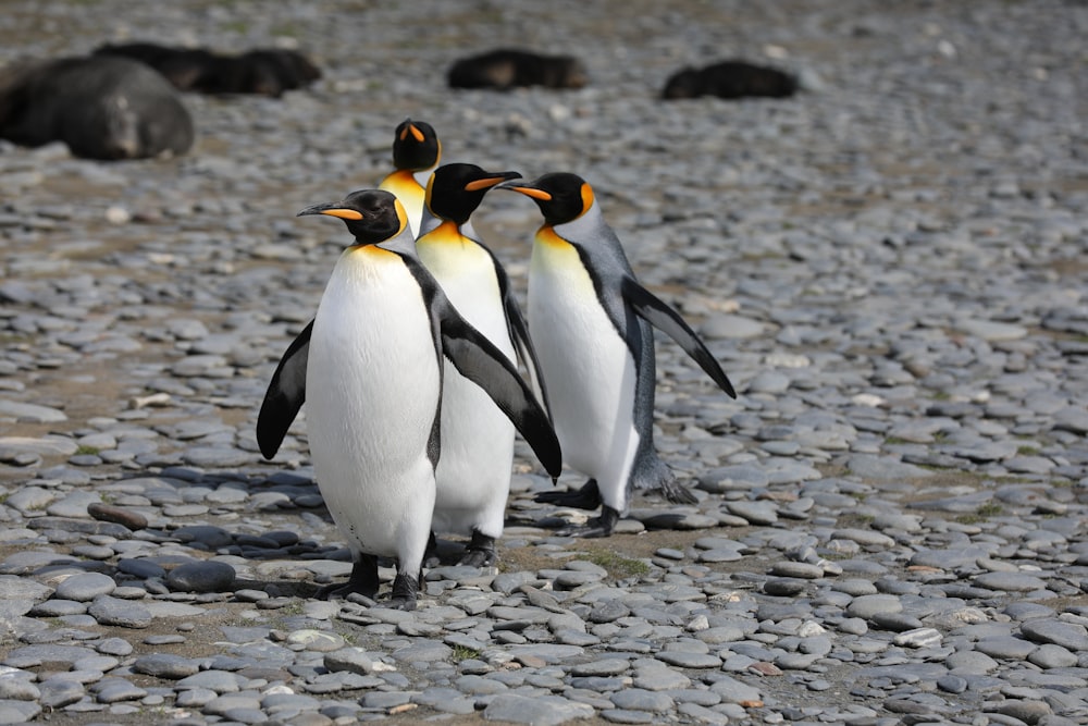 um grupo de pinguins em pé no topo de uma praia rochosa